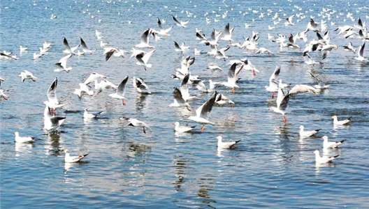 华夏阳光 | 住在滇海畔，度假即日常